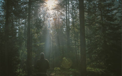 Cosa è il Forest Bathing (Shinrin-Yoku, Bagno di Foresta)?