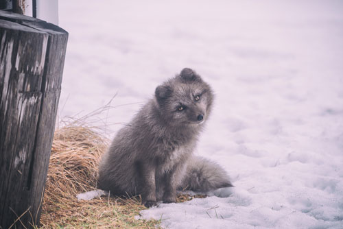 lonely animal in the snow