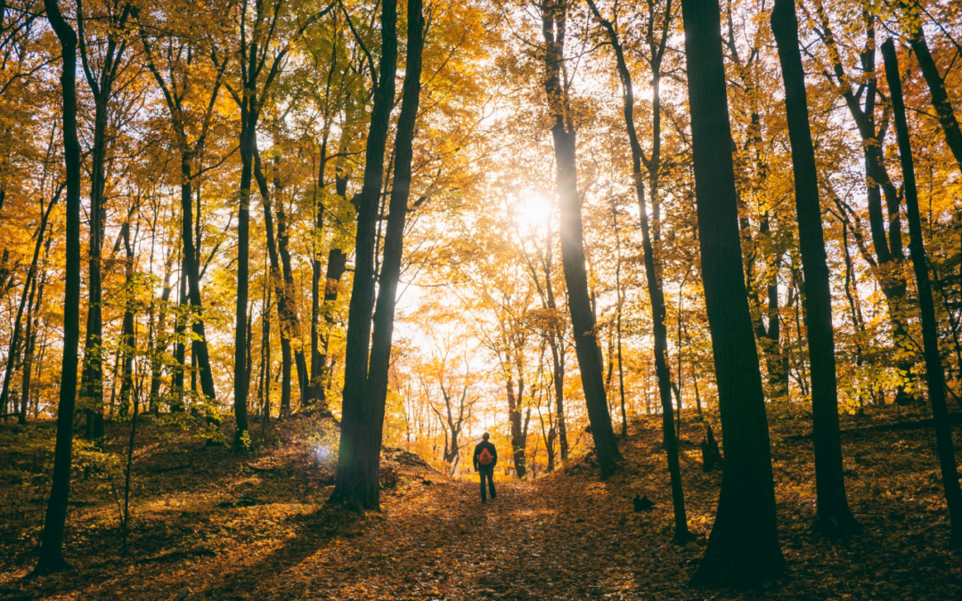 National Tree Day: our breath is theirs