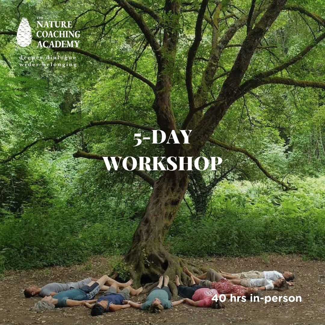 elena barachini forest ambassadors