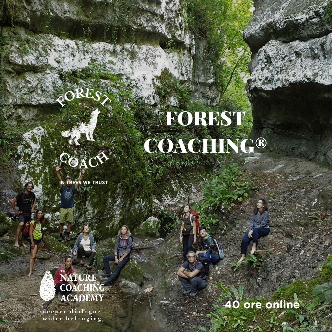 elena barachini forest ambassadors